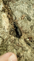 Osmoderma scabra