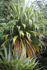 Cordyline indivisa