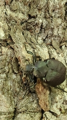 Osmoderma scabra
