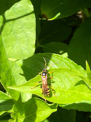 Ichneumon xanthorius