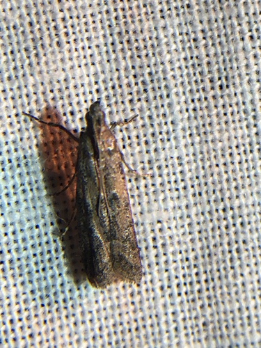 photo of Dusky Raisin Moth (Ephestiodes gilvescentella)