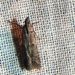 photo of Dusky Raisin Moth (Ephestiodes gilvescentella)