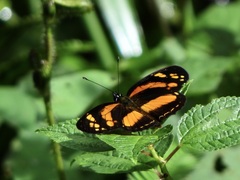 Castilia eranites