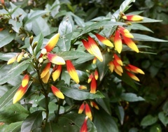 Justicia floribunda