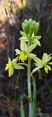 Bulbine praemorsa