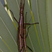 Pseudophasmatidae - Photo (c) Richard  Crook, algunos derechos reservados (CC BY-NC-ND)