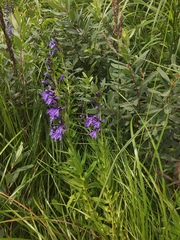 Lobelia sessilifolia