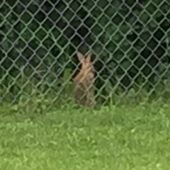 Sylvilagus floridanus