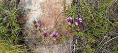 Thymus linearis