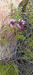 Thymus linearis