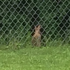 Sylvilagus floridanus