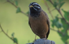 Emberiza tahapisi