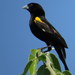 White-winged Widowbird - Photo (c) Gawie Malan, some rights reserved (CC BY-NC), uploaded by Gawie Malan