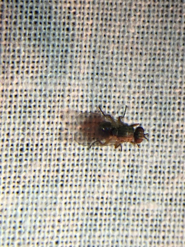 photo of Schizophoran Flies (Schizophora)