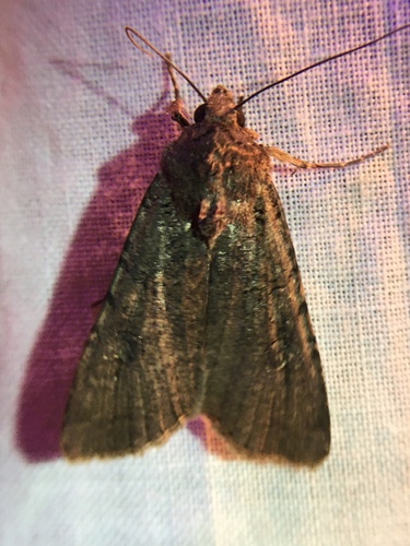 photo of Variegated Cutworm Moth (Peridroma saucia)
