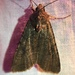 photo of Variegated Cutworm Moth (Peridroma saucia)