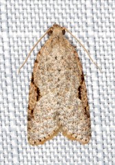 Meritastis piperata