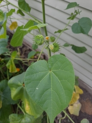 Abutilon theophrasti