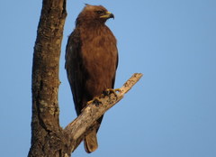 Wahlberg's Eagle photo 3
