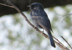 Melaenornis pammelaina ater