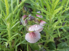 Fabaceae