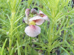Fabaceae