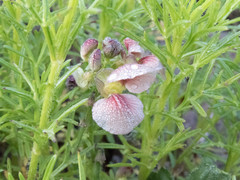 Fabaceae
