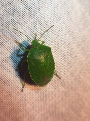 photo of Green Stink Bug (Chinavia hilaris)