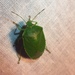 photo of Green Stink Bug (Chinavia hilaris)
