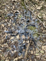 Garrulus glandarius graecus