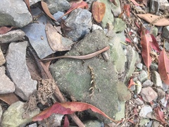 Scincella formosensis