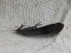 Mystacides azureus