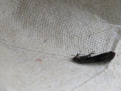 Mystacides azureus