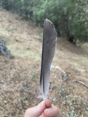 Garrulus glandarius graecus