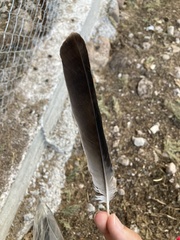 Garrulus glandarius graecus