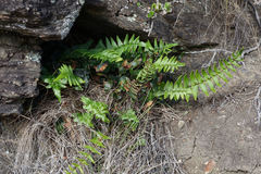 Pellaea calidirupium