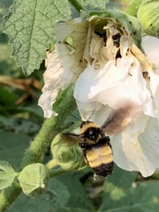 Bombus auricomus