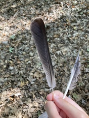 Garrulus glandarius graecus