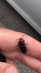 Parallelostethus attenuatus