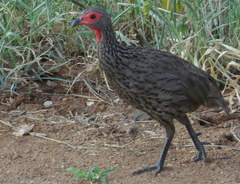 Pternistis swainsonii swainsonii