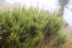 Dracophyllum acerosum