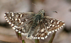Pyrgus centaureae