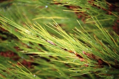 Dracophyllum acerosum