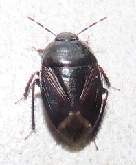 Macroscytus reflexus