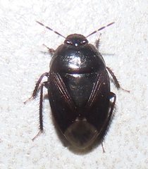 Macroscytus reflexus