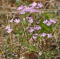 Primula mistassinica