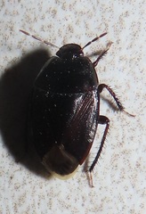 Macroscytus reflexus