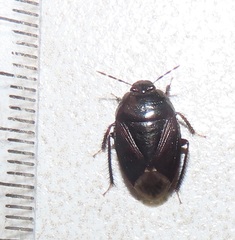 Macroscytus reflexus