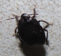 Macroscytus reflexus
