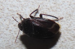 Macroscytus reflexus